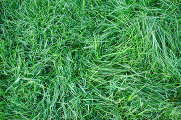Green grass as a background. Natural background, lawn.