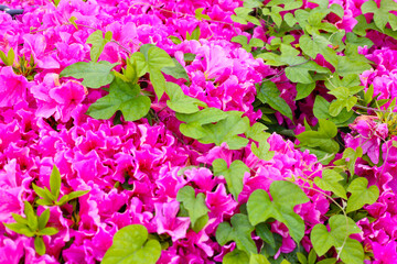 Pink azalea flowers blooming beautifully along a pedestrian sidewalk in Tokyo, Japan