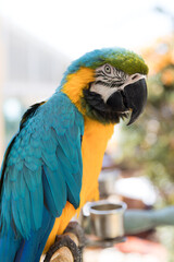 Blue and yellow macaw portrait