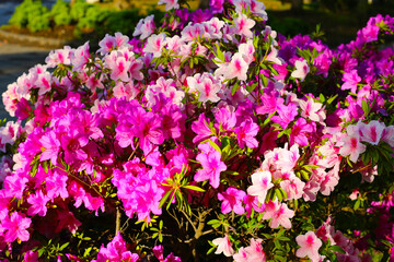 Pink flowers blooming in Japan park