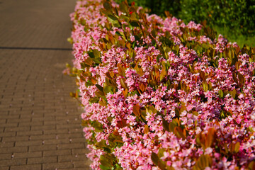Rhaphiolepis indica flowers blooming beautifully along a pedestrian sidewalk in Tokyo, Japan
