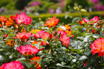 Obraz premium Beautiful roses in full bloom at the Japan Rose Garden.