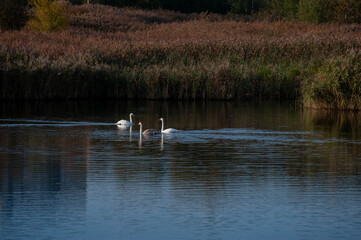 A family of swans with their babies on the shore of the pond, in the morning they swim to the camp and wait to see if they will throw something good to them.