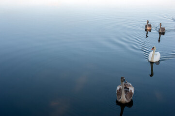 A family of swans with their babies on the shore of the pond, in the morning they swim to the camp...