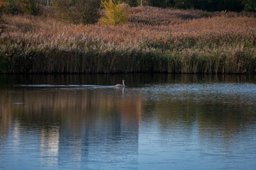A family of swans with their babies on the shore of the pond, in the morning they swim to the camp...