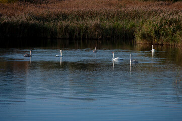 A family of swans with their babies on the shore of the pond, in the morning they swim to the camp and wait to see if they will throw something good to them.