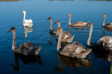 A family of swans with their babies on the shore of the pond, in the morning they swim to the camp...