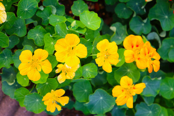 Nasturtium plant, flower with green leaves