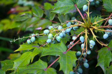Japanese Mahonia (Berberis japonica) with fruits