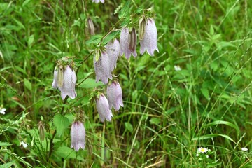 Spotted bellflower (Campanula punctata) flowers. Campanulaceae perennial plants. Bell-shaped flowers with purple spots on the inside of the petals bloom in early summer.