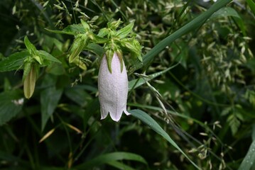 Spotted bellflower (Campanula punctata) flowers. Campanulaceae perennial plants. Bell-shaped flowers with purple spots on the inside of the petals bloom in early summer.