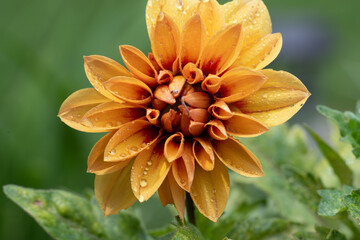 yellow dahlia flower