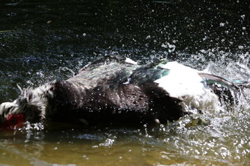 Naklejka premium Muscovy duck at the pond