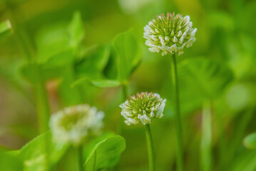 Clover plant with white flowers. Clover flowers and green leaves as a background.