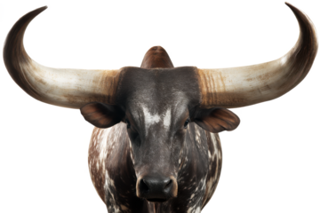 Majestic Watusi Cattle Close-Up Portrait of a Magnificent Bull with Impressive Horns