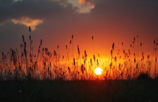Silhouette of grass flower against warm orange sunset sky. Evening time nature background. Sunset sky, plants, grass, sun, twilight, landscape, field.