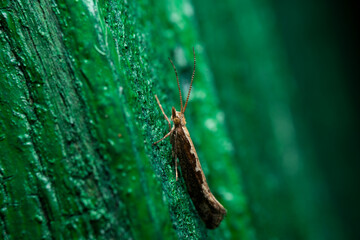 Close up of a Diamondback moth