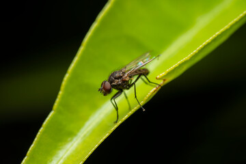 Macro shot of a domestic fly