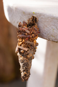 bagworm moth larva case attached