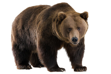 Fototapeta premium Majestic Brown Bear Standing on White Background Powerful Wildlife Photography