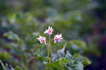 potato flower