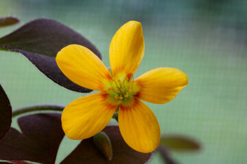 Yellow Wood Sorrel 01