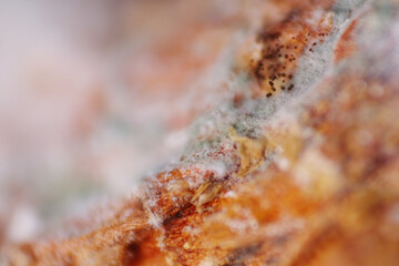Macro shot of white fungus spread on raw turmeric surface