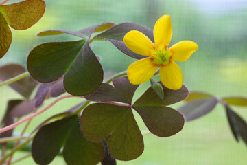 Yellow Wood Sorrel 04