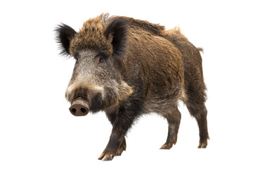 Wild Boar Majestic Creature of the Forest