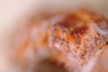 Macro shot of white fungus spread on raw turmeric surface