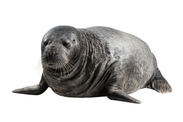 Fototapeta premium Adorable Seal Pup Close-up of a Grey Seal on White Background