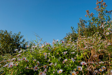 Aster alpinus garden perennial plants with purple flowers. Alpine aster.