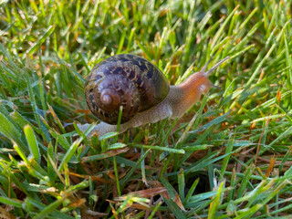 Snail in Shell 01