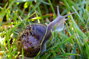 Snail in Grass 02