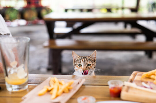 Cute cat licks his lips at a table of french fries.