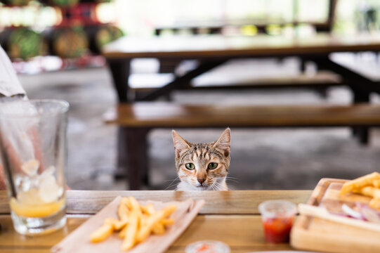 Cute cat peers over the edge of a table at some french fries.