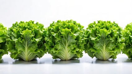 Fototapeta premium Fresh green lettuce heads arranged in a neat row on a white background with subtle texture, emphasizing crispness and cleanliness , leafy greens, vegetable