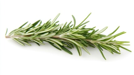Fototapeta premium Fresh Rosemary Sprig (1)