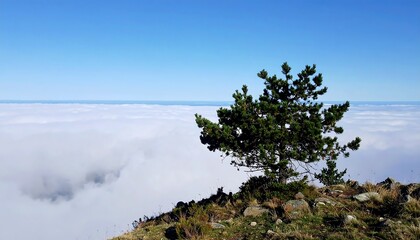 Solitary Pine Above the Clouds: A Mountaintop Panorama