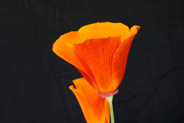 California Poppy Flower 02