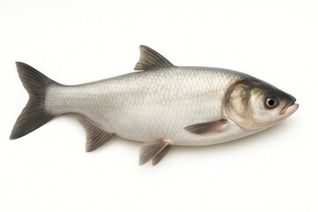 Silver carp lying on white background