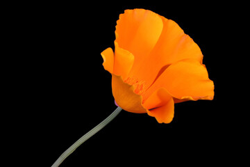 Orange Petal California Poppy 09