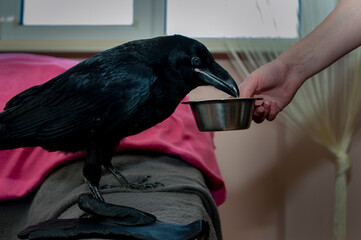 Black raven bird Corvus corax, dark style, big black scary bird sitting. Portrait for Halloween.
