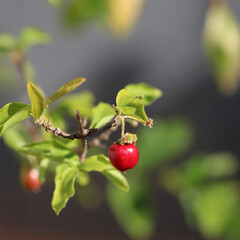 Brazilian Cherry - Acerola Fruit Growing on Tree Branch With Leaves and Sky