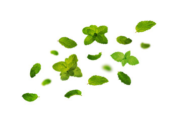 Falling mint leaves isolated on white background. © Suraphol