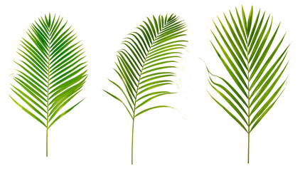 Set of palm leaves isolated on white background.