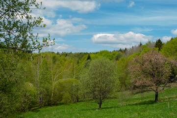 A majestic mountain landscape with fresh green leaves. Trees bloom in spring.