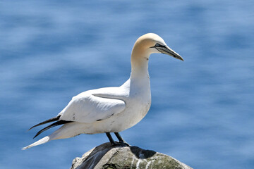 An adult gannet stands on a rock cliff looking up. The seabird has a yellow head, a long, thin neck, long white wings with black tips, and a long black tail. The bird has blue eyes and a bill. 