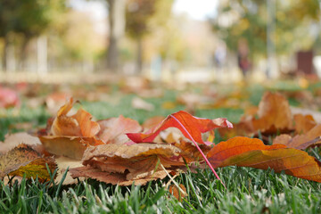 Colorful autumn leaves scattered on green grass