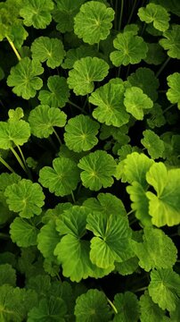 Close-up shot of Gotu Kola leaves with vibrant green color and distinctive circular shape and slightly serrated edges on black background